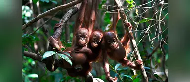 Un millón de especies de animales podrían desaparecer en 10 años Un millón de especies de animales podrían desaparecer en 10 años