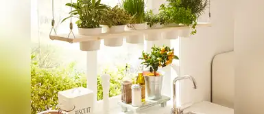 ¡Infaltables de cocina! 4 plantas para aromatizar tu espacio de creación culinaria ¡Infaltables de cocina! 4 plantas para aromatizar tu espacio de creación culinaria