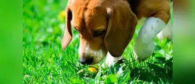 Dog Lover tips: ¿Por qué los perros necesitan tiempo para olfatear? Dog Lover tips: ¿Por qué los perros necesitan tiempo para olfatear?