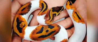 ¿Soñaste con serpientes? Conoce todos los significados de soñar con estos seres vivos. ¿Qué significa soñar con serpientes durante la noche?