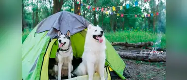 ¡Mascota huésped! 5 lugares para dejar a tus engreídos durante un viaje ¡Mascota huésped! 5 lugares para dejar a tus engreídos durante un viaje