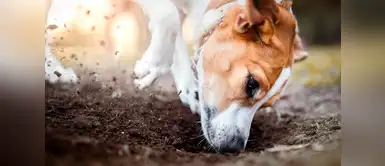 ¡Doggy tips! ¿Por qué mi perro esconde la comida? ¡Doggy tips! ¿Por qué mi perro esconde la comida?