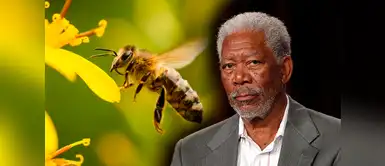 Morgan Freeman deja todo por salvar a las abejas Morgan Freeman deja todo por salvar a las abejas