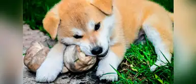 Curiosidad canina: ¿Por qué mi perro come sus alimentos fuera del plato? Curiosidad canina: ¿Por qué mi perro come sus alimentos fuera del plato?
