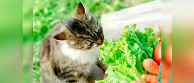 Lista de las frutas y verduras que le puedes dar a tu gato Lista de las frutas y verduras que le puedes dar a tu gato