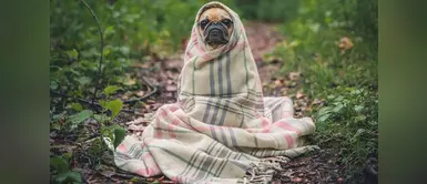 ¿Cómo proteger a los perros del frío en invierno? Sigue estos consejos ¿Cómo proteger a los perros del frío en invierno? Sigue estos consejos