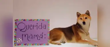 Carta de un bebé perruno a su mamá en su día Carta de un bebé perruno a su mamá en su día