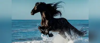 ¿Soñaste con caballos? Estos son los posibles significados ¿Soñaste con caballos? Estos son los posibles significados