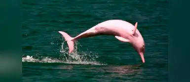 Buenas noticias: Delfín rosado dio a luz y podría salvarse de la extinción Buenas noticias: Delfín rosado dio a luz y podría salvarse de la extinción