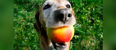 ¡Dog-Lover! 6 snacks de humanos que puedes darle a tu perro ¡Dog-Lover! 6 snacks de humanos que puedes darle a tu perro