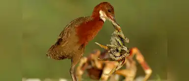 Reapareció un ave que se extinguió hace más de 130 mil años Reapareció un ave que se extinguió hace más de 130 mil años