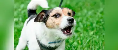 Doggy tips ¿Cómo silenciar el ladrido obsesivo de tu perro? Doggy tips ¿Cómo silenciar el ladrido obsesivo de tu perro?