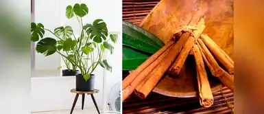 Green tips: ¿Cómo revivir las plantas de manera fácil? Green tips: ¿Cómo revivir las plantas de manera fácil?