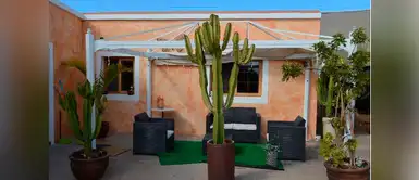 ¿El cactus de San Pedro en verdad es el guardián de las viviendas? ¿El cactus de San Pedro en verdad es el guardián de las viviendas?