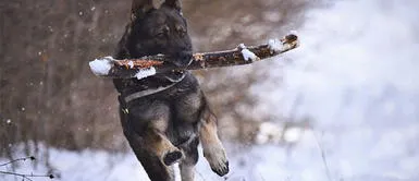 4 Razas de perros recomendados para proteger tu integridad 4 Razas de perros recomendados para proteger tu integridad