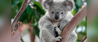 ONG anuncia que Koalas están "prácticamente extintos" ONG anuncia que Koalas están "prácticamente extintos"