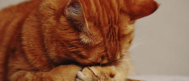 ¿Sabes lo que tu gato odia de ti? Estos son los 4 hábitos más comunes ¿Sabes lo que tu gato odia de ti? Estos son los 4 hábitos más comunes