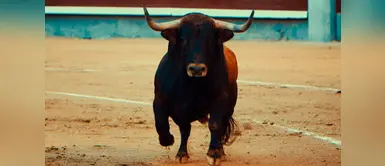 ¿Apareció un toro en tus sueños? Este es su significado ¿Apareció un toro en tus sueños? Este es su significado