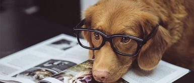 Estas son las enfermedades degenerativas más comunes en las mascotas Estas son las enfermedades degenerativas más comunes en las mascotas