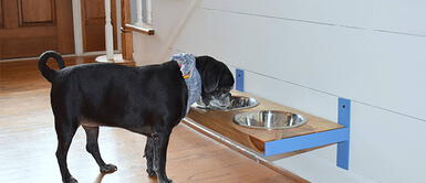 Los pros y contras del uso de los tazones elevados para perros grandes Los pros y contras del uso de los tazones elevados para perros grandes
