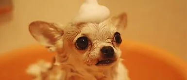 6 Movimientos de orejas de perros que debes aprender 6 Movimientos de orejas de perros que debes aprender