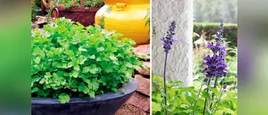 ¡Adiós plagas! Descubre las plantas ideales para evitar insectos en tu jardín ¡Adiós plagas! Descubre las plantas ideales para evitar insectos en tu jardín