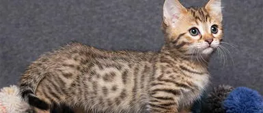 Conoce las 7 razas de gatos más raras del mundo ¡Te vas a enamorar! Conoce las 7 razas de gatos más raras del mundo ¡Te vas a enamorar!