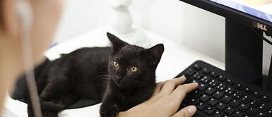 Nombres originales para gatos hembras y machos en coreano Nombres originales para gatos hembras y machos en coreano