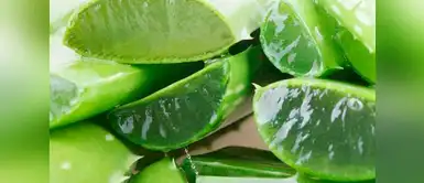 Conoce todos los beneficios de la sábila en el mundo de la belleza Conoce todos los beneficios de la sábila en el mundo de la belleza