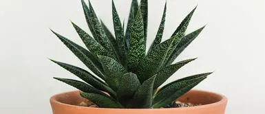 Conoce estos rituales con sábila para atraer la buena suerte Conoce estos rituales con sábila para atraer la buena suerte