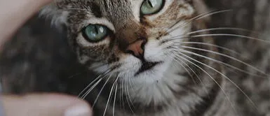 ¿Para qué sirven los bigotes de los gatos? Conoce las 5 funciones importantes ¿Para qué sirven los bigotes de los gatos? Conoce las 5 funciones importantes