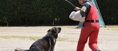 Inglaterra prohíbe uso de collares de descarga eléctrica para perros. ¡No al maltrato animal! Inglaterra prohíbe uso de collares de descarga eléctrica para perros. ¡No al maltrato animal!