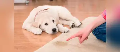 Dog tips: Consejos para evitar que tu perro se orine dentro de la casa Dog tips: Consejos para evitar que tu perro se orine dentro de la casa