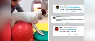 Twitter: Perrito cuadripléjico se recupera y emociona a miles de usuarios Twitter: Perrito cuadripléjico se recupera y emociona a miles de usuarios