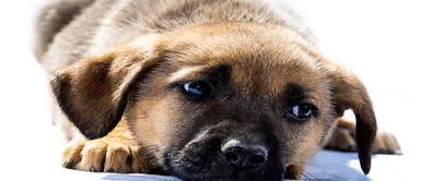 Los 5 perros sin razas más hermosos de Internet, ¡Adopta, no compres! Los 5 perros sin razas más hermosos de Internet, ¡Adopta, no compres!