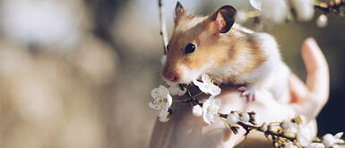 La mascota ideal para niños es el hámster ¿cómo saber si se encuentra enfermo? La mascota ideal para niños es el hámster ¿cómo saber si se encuentra enfermo?