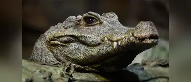 ¿Un cocodrilo apareció en tus sueños? Este es su significado ¿Un cocodrilo apareció en tus sueños? Este es su significado