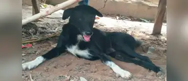 Perro rescató a bebé que había sido enterrado por su propia madre Perro rescató a bebé que había sido enterrado por su propia madre