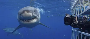El gran temor de un tiburón blanco: las ballenas orca El gran temor de un tiburón blanco: las ballenas orca