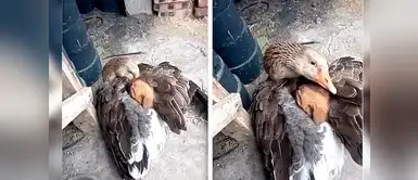 Ganso calienta a perro callejero del frío y lo salva de morir Ganso calienta a perro callejero del frío y lo salva de morir