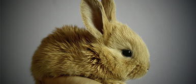 Las mejores ideas de nombres para conejos ¡Te va a encantar el número 5! Las mejores ideas de nombres para conejos ¡Te va a encantar el número 5!