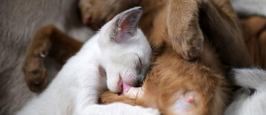 ¿Cuándo y cómo destetar a los gatos bebés? Sigue estos consejos ¿Cuándo y cómo destetar a los gatos bebés? Sigue estos consejos