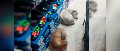 Zapatería deja que perritos callejeros puedan dormir en su local Zapatería deja que perritos callejeros puedan dormir en su local