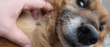 5 Consejos para evitar que tu perro contraiga enfermedades transmitidas por garrapatas 5 Consejos para evitar que tu perro contraiga enfermedades transmitidas por garrapatas