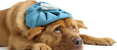 5 Síntomas de perros que nunca se deben ignorar 5 Síntomas de perros que nunca se deben ignorar