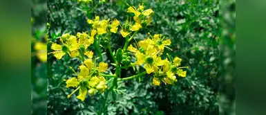 La planta de rusa es muy beneficiosa para protegerte de las malas vibras y para cuidar tu salud. ¿Cómo hacer amuletos con ruda para protegerte de las malas energías?