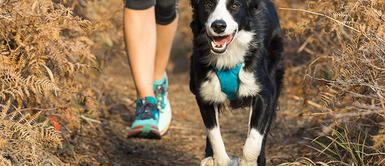 5 Tipos de caminatas que puedes realizar con tu perro 5 Tipos de caminatas que puedes realizar con tu perro