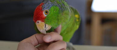 ¿Tienes un loro o perico y no sabes cómo llamarlo? Te damos opciones ¿Tienes un loro o perico y no sabes cómo llamarlo? Te damos opciones