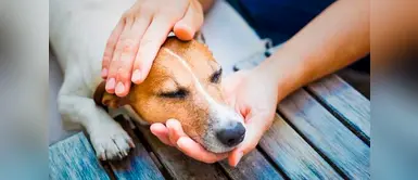 7 señales que muestran que tu perro está dolorido 7 señales que muestran que tu perro está dolorido