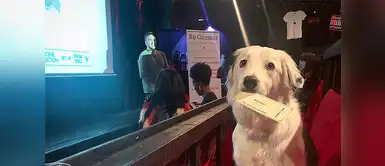 Este cine permite que lleves a tu perro y te regala vino de cortesía Este cine permite que lleves a tu perro y te regala vino de cortesía